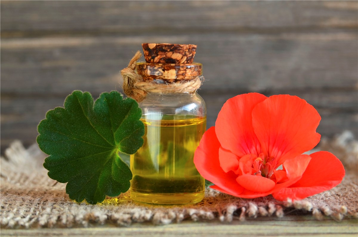 Olejek geraniowy – właściwości i zastosowanie